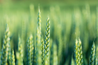 Close-up of wheat growing on field