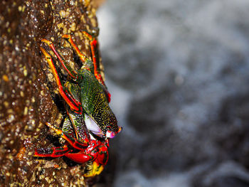 Close-up of crab on rock