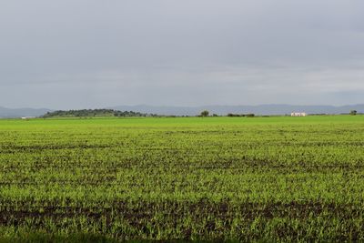 Scenic view of grassy field against sky