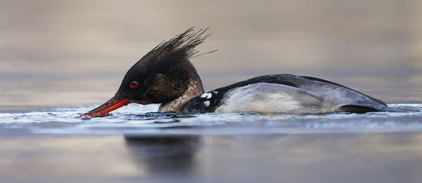 Close-up of duck swimming in lake