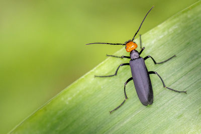 Close-up of insect