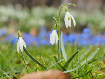 Close-up of white  snowdrop flowers on field