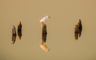 View of white water bird perching on wooden post in calm lake
