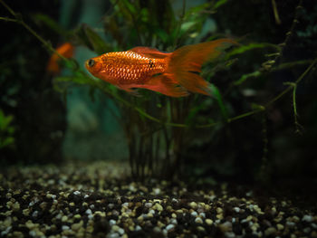 Close-up of fish swimming in aquarium