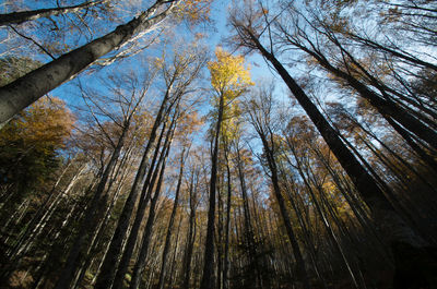 Low angle view of trees in forest