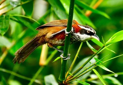 Close-up of bird perching on plant