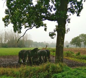 Horses grazing on field against sky