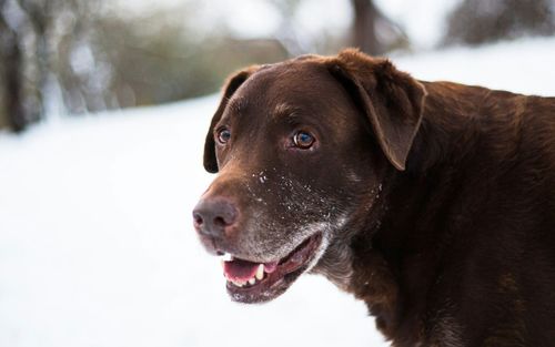 Close-up of dog looking away
