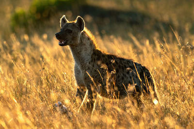 Hyena standing amidst plants on land during sunset