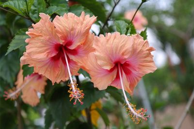 Close-up of orange flower