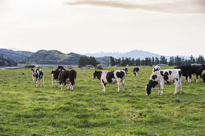 Horses grazing in a field