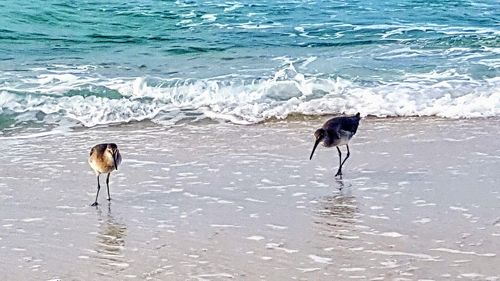 Dog on beach