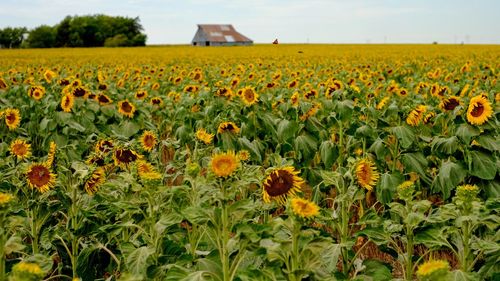 View of flowers growing in field