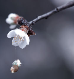 Close-up of flower against blurred background