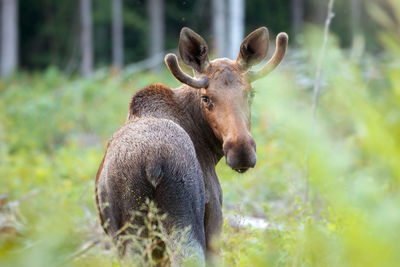 Close-up of moose on field
