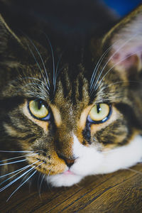 Close-up portrait of a cat