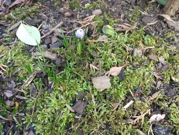 High angle view of dry leaves on field