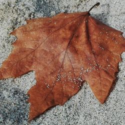 High angle view of dry maple leaf on floor