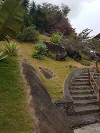 Steps amidst trees against sky