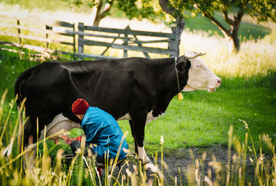 Senior woman milking cow in the morning