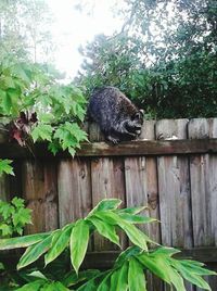 Plant growing on tree