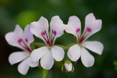 Close-up of white flowering plant