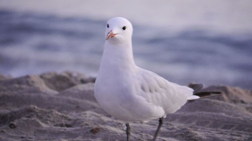 Close-up of seagull perching on land