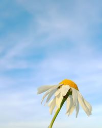 Close-up of butterfly on flower against sky