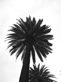 Low angle view of palm tree against sky