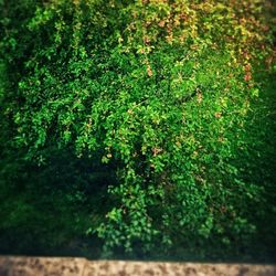 Plants growing on tree