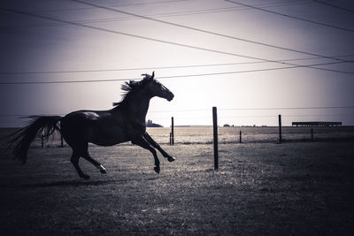 Horse running on field against sky