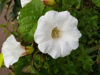 Close-up of water drops on white flower blooming outdoors