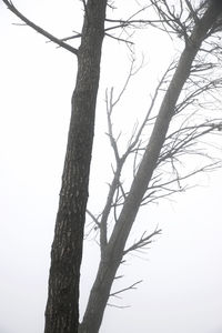 Low angle view of bare tree against clear sky