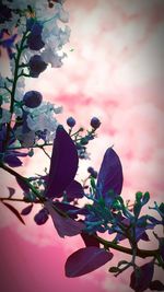Close-up of silhouette plant against sky
