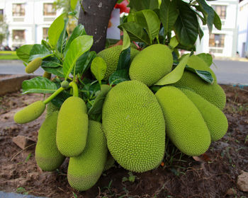 Close-up of fruits growing on plant