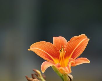 Close-up of day lily growing outdoors