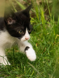 Cat looking away on grass
