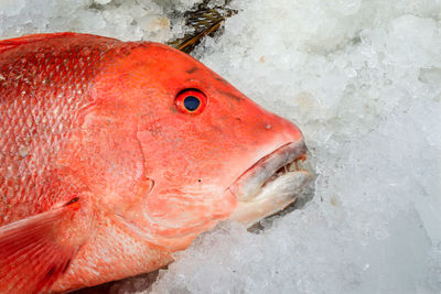 Close-up of fish in sea