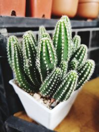 High angle view of succulent plant