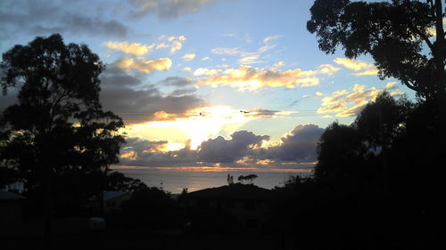 Silhouette of trees at sunset