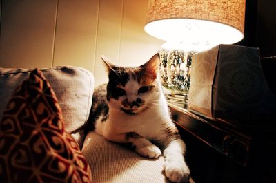 Cat at home