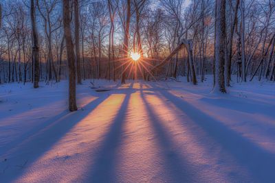 Winter amidst bare trees