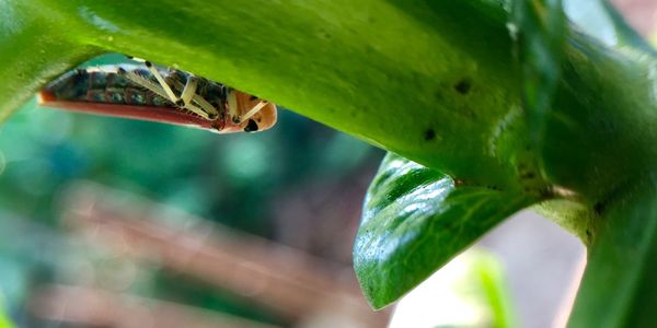 Close-up of insect on leaf