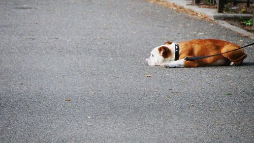 Dog on road