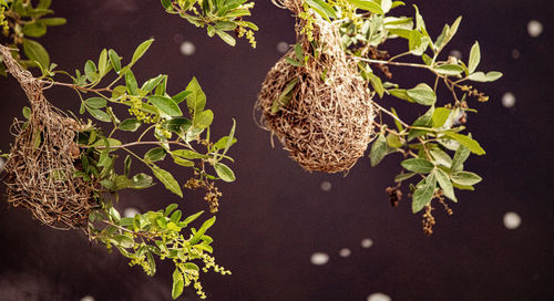 Close-up of fruit growing on tree