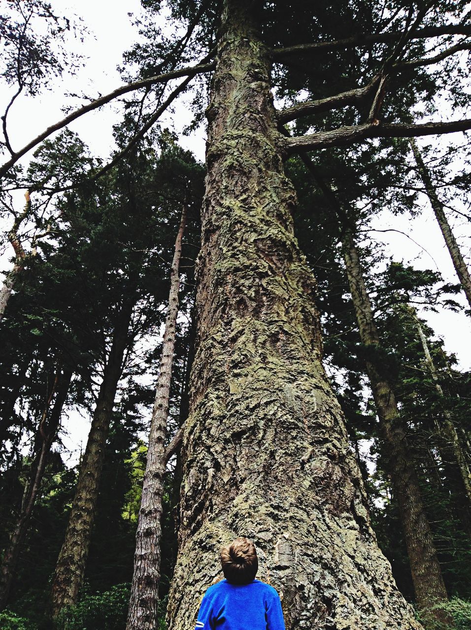 tree, tree trunk, low angle view, lifestyles, forest, leisure activity, men, nature, standing, branch, growth, woodland, tranquility, day, sky, outdoors, sunlight, casual clothing