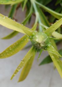 Full frame shot of plant