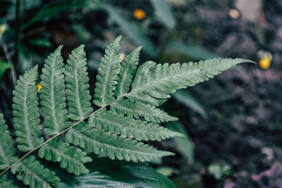 Close-up of fern leaves