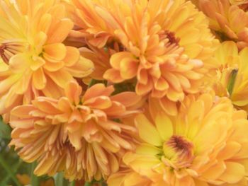 Close-up of yellow flower