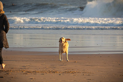 Dog on beach